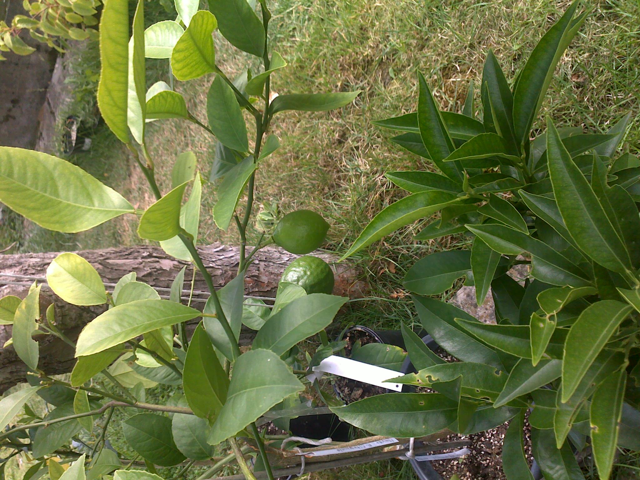 Citrus Mayer -1